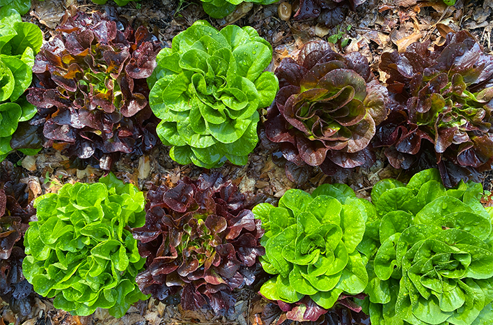 Lettuce Plant