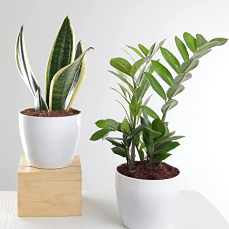 Best indoor plants for the monsoon that would liven up your living room