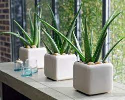 Top 5 Plants That Will Enhance the Appearance of Your Living Room