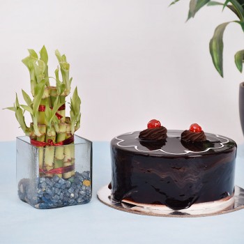 Lucky Bamboo n Cake